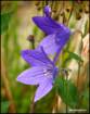 mightbeacampanulaballoonflower_small.jpg