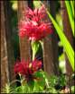 monardaonthedeck_small.jpg