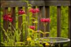 monardapainteddaisyandbirdbath_small.jpg