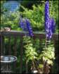 moreoftheroyalbluedelphinium_small.jpg