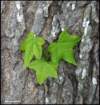 newleavesandbark_small.jpg