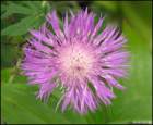perennialbachelorbuttonscentaureamaculosa_small.jpg
