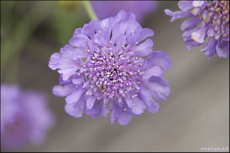 pincushionflowerscaboisia2.jpg