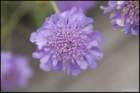 pincushionflowerscaboisia2_small.jpg