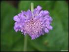 pincushionflowerscaboisia_small.jpg