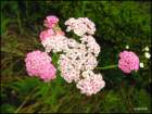 pinkflowerringachillia_small.jpg