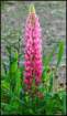 pinklupine_small.jpg