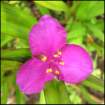 pinkspiderworttradescantia_small.jpg