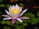 pinkwaterlilyandwaterclover_small.jpg