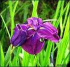purplewateriris_small.jpg