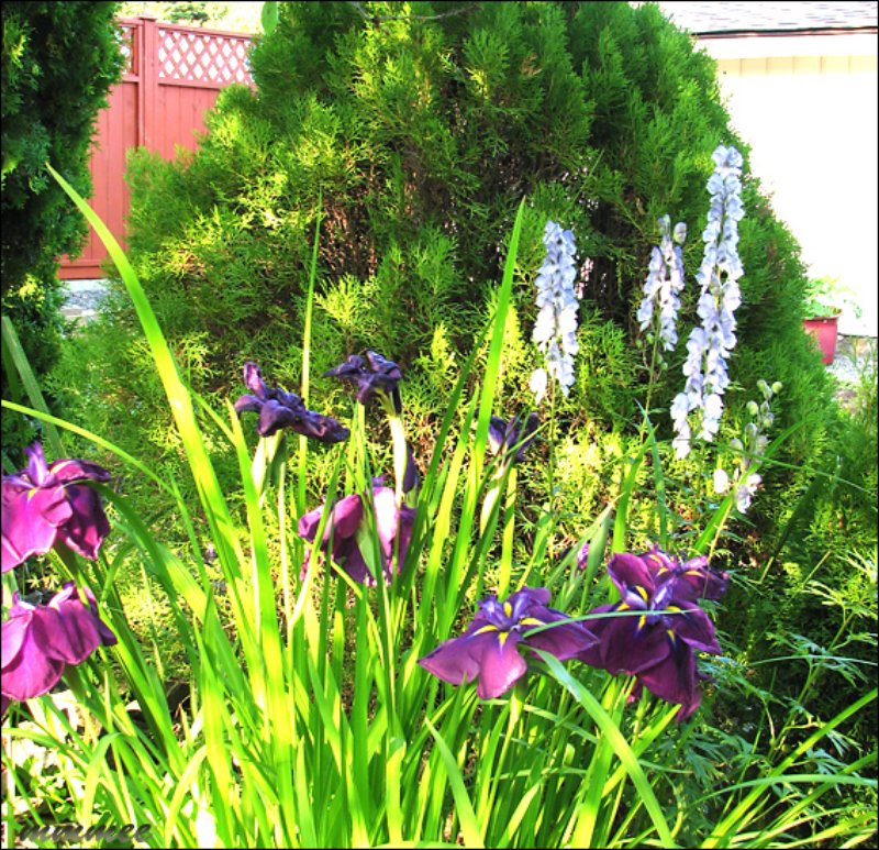 purplewateririsanddelphiniums.jpg