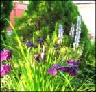 purplewateririsanddelphiniums_small.jpg