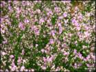 sealavenderlimoniumatifolia_small.jpg