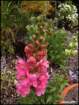 snapdragons2_small.jpg