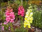 snapdragons_small.jpg