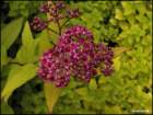 spireablosomovergoldenoregano_small.jpg