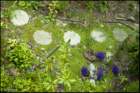 steppingstones_small.jpg