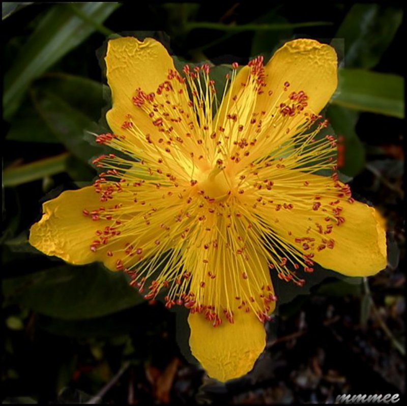 stjohnswortbloom.jpg