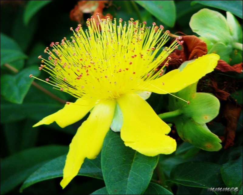 stjohnswortbloom2.jpg