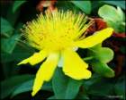 stjohnswortbloom2_small.jpg