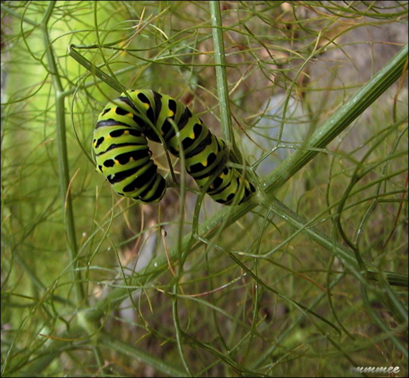 swallowtailbutterflyonfennel.jpg