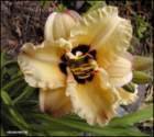 thebestpaleyellowfrillypetalsdaylily_small.jpg