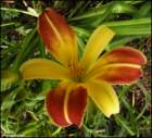 theblushingdaylily_small.jpg