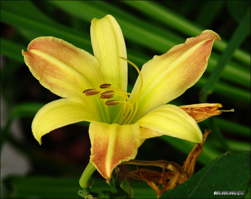 thegoldenblushingdaylily.jpg