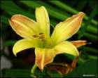 thegoldenblushingdaylily_small.jpg