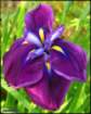 thegorgeouspurplewateriris_small.jpg