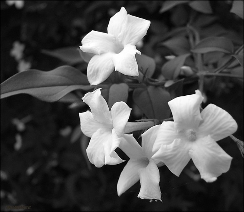 thejasmine.jpg