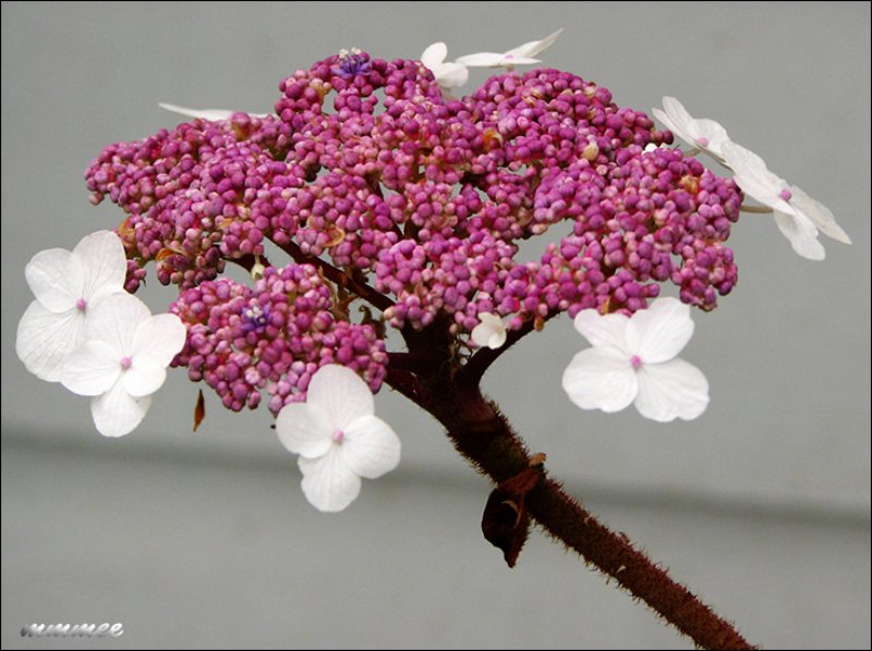 thelovelylacecaphydrangea.jpg