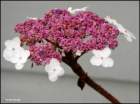 thelovelylacecaphydrangea_small.jpg
