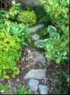 themossgarden_small.jpg