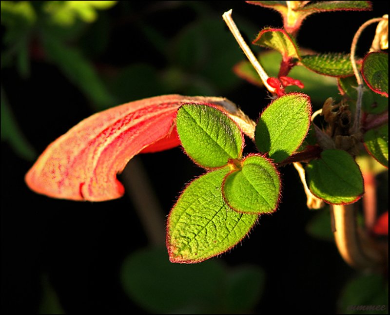 thisisadeadredlefnexttothenewbrightgreenleaves.jpg