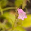 tinypinkbellflower_small.jpg