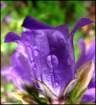 upsidedowncampanula_small.jpg
