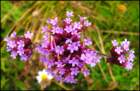 verbenabonariensis_small.jpg