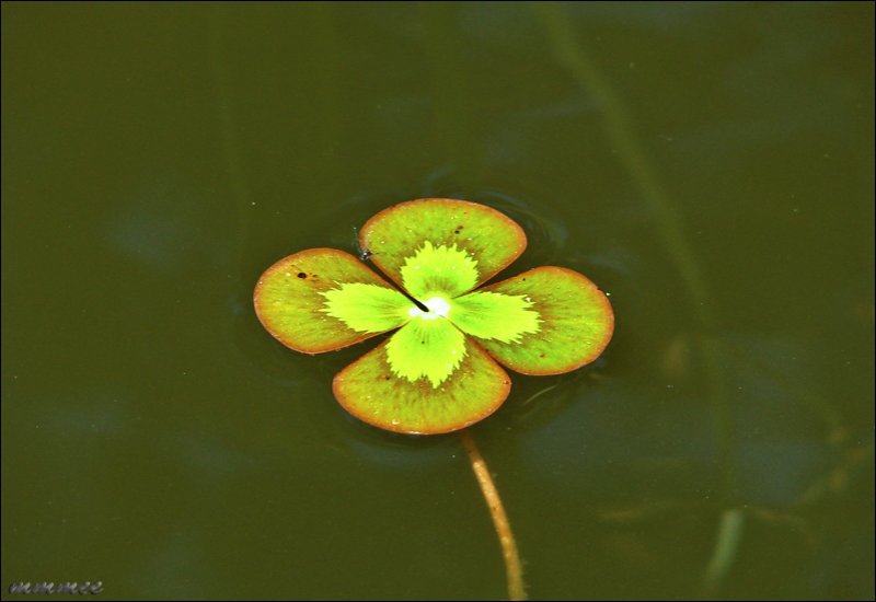 waterclover.jpg