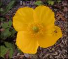 welshpoppy_small.jpg