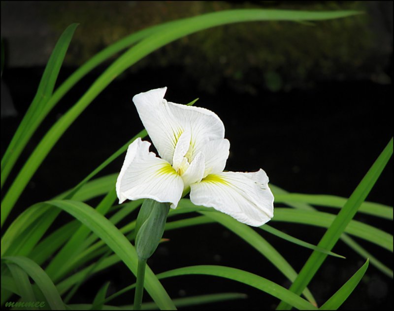 whitewateriris.jpg