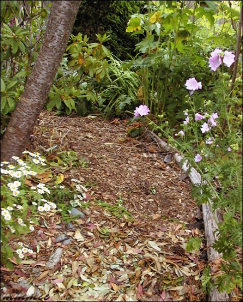 woodlandpath.jpg