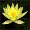 yellowwaterlily2_small.jpg