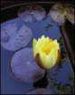 yellowwaterlily_small.jpg