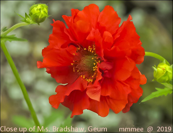 ma85.jpg